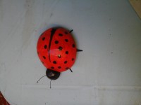 /album/galeria-de-fotos/joaninha-de-coco-1-jpg/